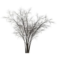 Barberri tree  without background	
