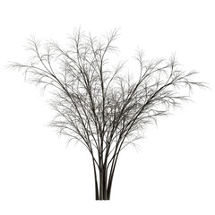 Obraz premium Barberri tree without background 