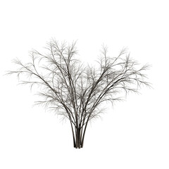 Barberri tree  without background	

