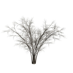 Obraz premium Barberri tree without background 