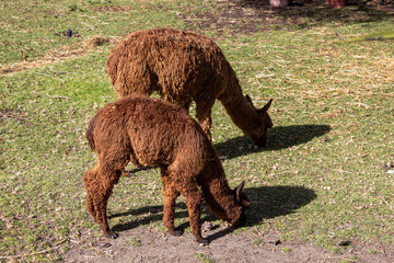 Alpaca comiendo