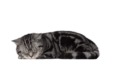Foto op Aluminium Handsome adult British Shorthair cat, laying down side ways. Eyes closed sleeping on the job. Isolated cutout on a transparent background. © Nynke