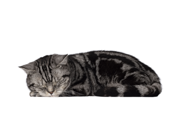 Handsome adult British Shorthair cat, laying down side ways. Eyes closed sleeping on the job. Isolated cutout on a transparent background.