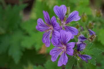 flower in the garden