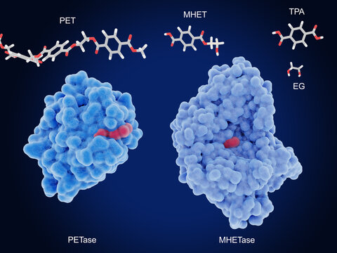 Plastic degrading enzymes: PETase and MHETase degrade PET to ethylene glycol and terephtalic acid