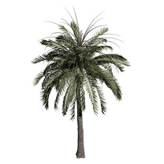  palm tree cut out	