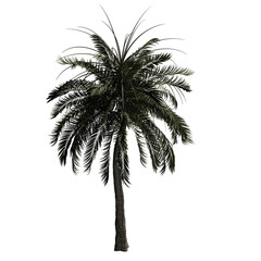 Beach Palm tree without background	
