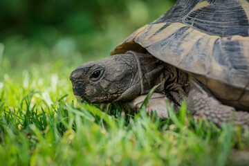 Eastern Hermann's tortoise, European terrestrial turtle, Testudo hermanni boettgeri, turtle on the lawn in nature