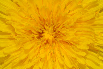 Dandelion (Taraxacum officinale) close up of centre of flower
