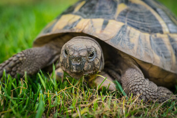 Eastern Hermann's tortoise, European terrestrial turtle, Testudo hermanni boettgeri, turtle on the lawn in nature