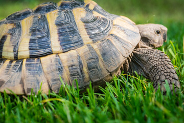 Eastern Hermann's tortoise, European terrestrial turtle, Testudo hermanni boettgeri, turtle on the...