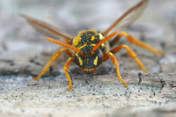 Detailed facial close up view on a female yellow black cleptoparasite Gooden's Nomad bee , Nomada goodeniana covered with pollen
