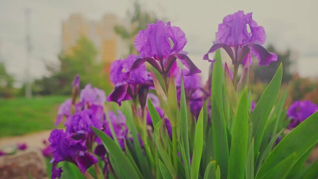 Beautiful blooming irises swaying in the wind. The iris, Iris Pallida. Flowers of bearded iris germanica on a green background of meadow grasses