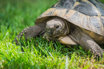 Eastern Hermann's tortoise, European terrestrial turtle, Testudo hermanni boettgeri, turtle on the...