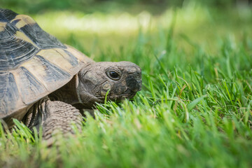 Eastern Hermann's tortoise, European terrestrial turtle, Testudo hermanni boettgeri, turtle on the...
