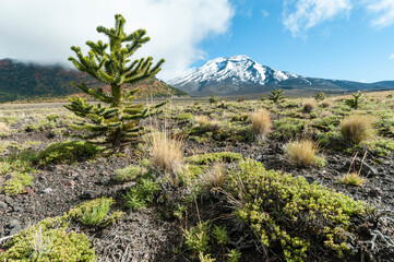 araucarias, sur de  chile, bosque de  araucarias, chile, alta montaña, montaña, senderismo, paisaje, naturaleza, gente, caminante, montagna, ambulante, viajando, excursionismo, caminata, aventura, cie