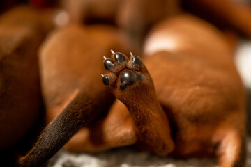 leather furry brown paw of a newborn puppy in focus against the background of blurred bodies of littermates. The concept of humane breeding dogs