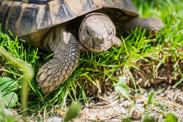 Eastern Hermann's tortoise, European terrestrial turtle, Testudo hermanni boettgeri, turtle on the...