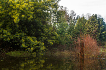 bosque, naturaleza, árbol, paisaje, árbol, otoñal, acuático, río, lago, cielo, aparcar, verde, verano, césped, caer, primavera, madera, hojas, azul, madera, ambiente, hojas, al aire libre, ciclos