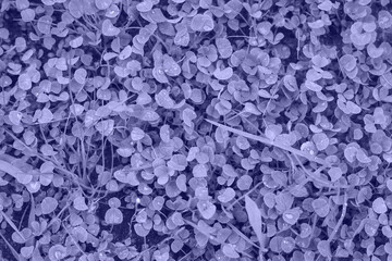 Very Peri Color of the year 2022. Violet. Patch of clover provides a background for St. Patrick s...
