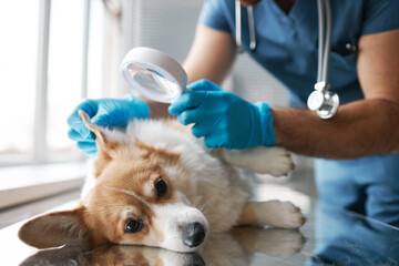 Young male vet doctor using magnifying glass for medical check up