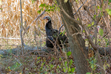 Wild Turkeys Feeding In The Woods In October