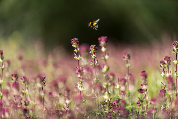flores  rojas, flor, naturaleza, flor, huerta, fábrica, primavera, morada, rosa, flora, verano, florecer, campa, florecer, beldad, lavandula, césped, dehesa, abeja, violacea, inhospitalario, macro, fl