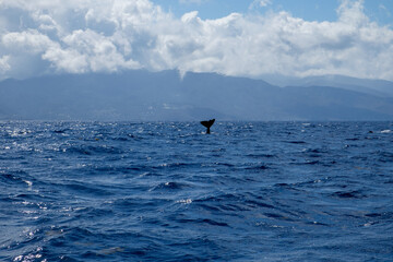 Whale tail in the ocean captured during whale watching in the west indies