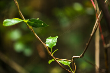 hojas  verdes, &aacute;rbol, hojas, naturaleza, f&aacute;brica, hojas, primavera, sucursal, follaje, verano, close-up, aislada, bosque, huerta, color, aumento, close-up, brotar, ambiente, flor, verde, abedul, fresc