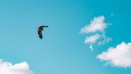 eagle and seagull on the sky