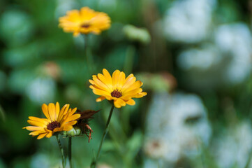 flor  naranja, flor  salvaje, flor, amarilla, naturaleza, fábrica, verano, huerta, primavera, flor, diente de león, florecer, césped, flora, beldad, campa, florecer, dehesa, macro, girasol, color, hoj