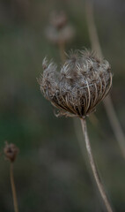 Withered dandelion in the field at daytime 