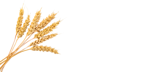 spikelets of wheat isolate on white background. Selection focus.