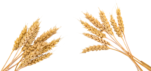 spikelets of wheat isolate on white background. Selection focus.