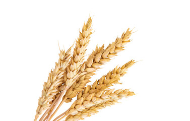 spikelets of wheat isolate on white background. Selection focus.