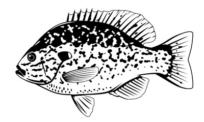 One pumpkinseed sunfish in side view with big fins and with spots in black and white color, isolated