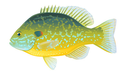 One pumpkinseed sunfish in side view with big fins and speckles, high quality illustration of North America fish, realistic freshwater fish illustration on white background
