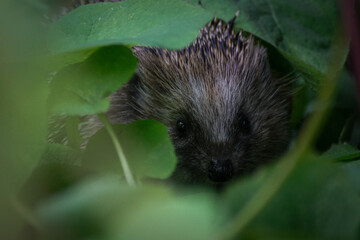 hedgehog in the grass