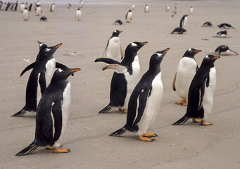Manchot papou,.Pygoscelis papua, Gentoo Penguin , Iles Falkland, Malouines