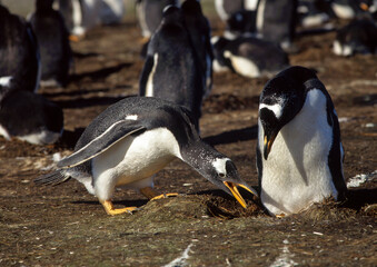 Manchot papou,.Pygoscelis papua, Gentoo Penguin , Iles Falkland, Malouines