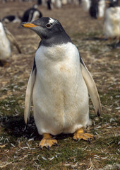 Manchot papou,.Pygoscelis papua, Gentoo Penguin , Iles Falkland, Malouines