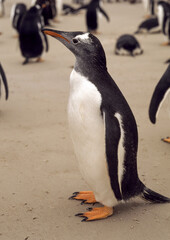 Manchot papou,.Pygoscelis papua, Gentoo Penguin , Iles Falkland, Malouines