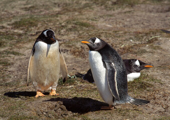 Manchot papou,.Pygoscelis papua, Gentoo Penguin , Iles Falkland, Malouines
