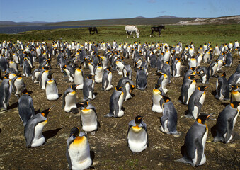 Manchot royal,.Aptenodytes patagonicus, King Penguin, Iles Falkland, Malouines