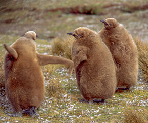 Manchot royal,.Aptenodytes patagonicus, King Penguin, Iles Falkland, Malouines