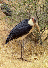 Marabout d'Afrique, Leptoptilos crumenifer, Afrique