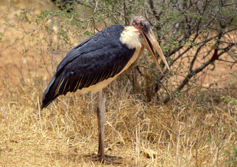 Marabout d'Afrique, Leptoptilos crumenifer, Afrique