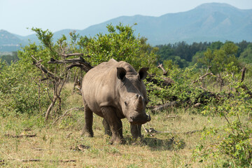 Naklejka premium Rhinocéros blanc, corne coupée, white rhino, Ceratotherium simum, Parc national Kruger, Afrique du Sud