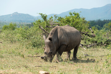 Obraz premium Rhinocéros blanc, corne coupée, white rhino, Ceratotherium simum, Parc national Kruger, Afrique du Sud
