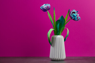 two pink and purple tulips in a vase on magenta background, spring flowers for women,